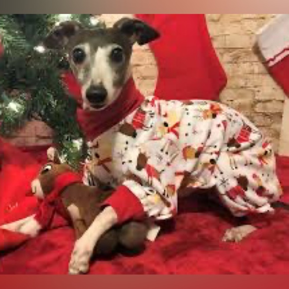 NWT Christmas Dog Pajamas - “I party with Santa!” - Size Large, 16 in. long - Picture 13 of 14